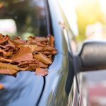 Fall leaves on a car hood