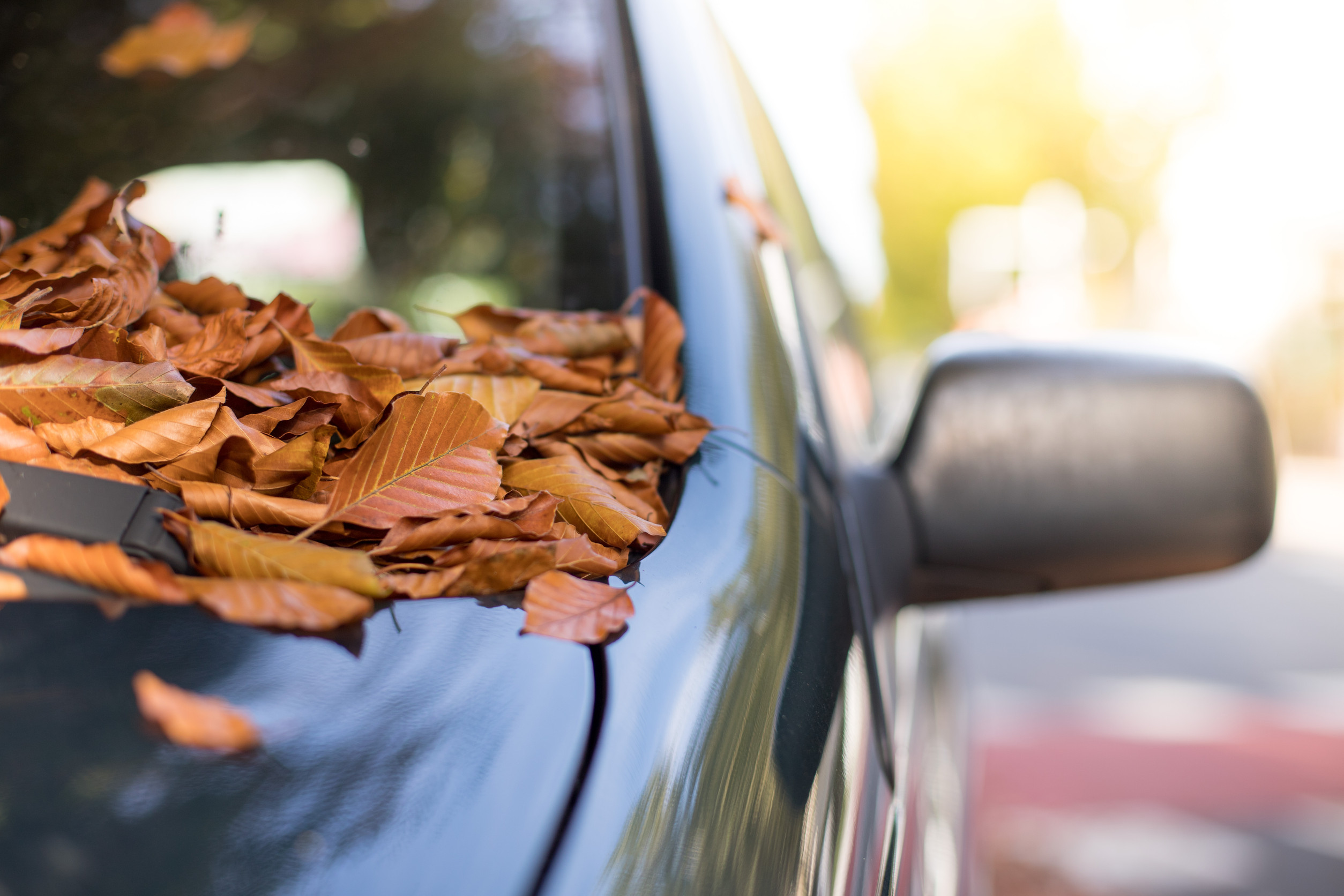 Fall leaves on a car hood